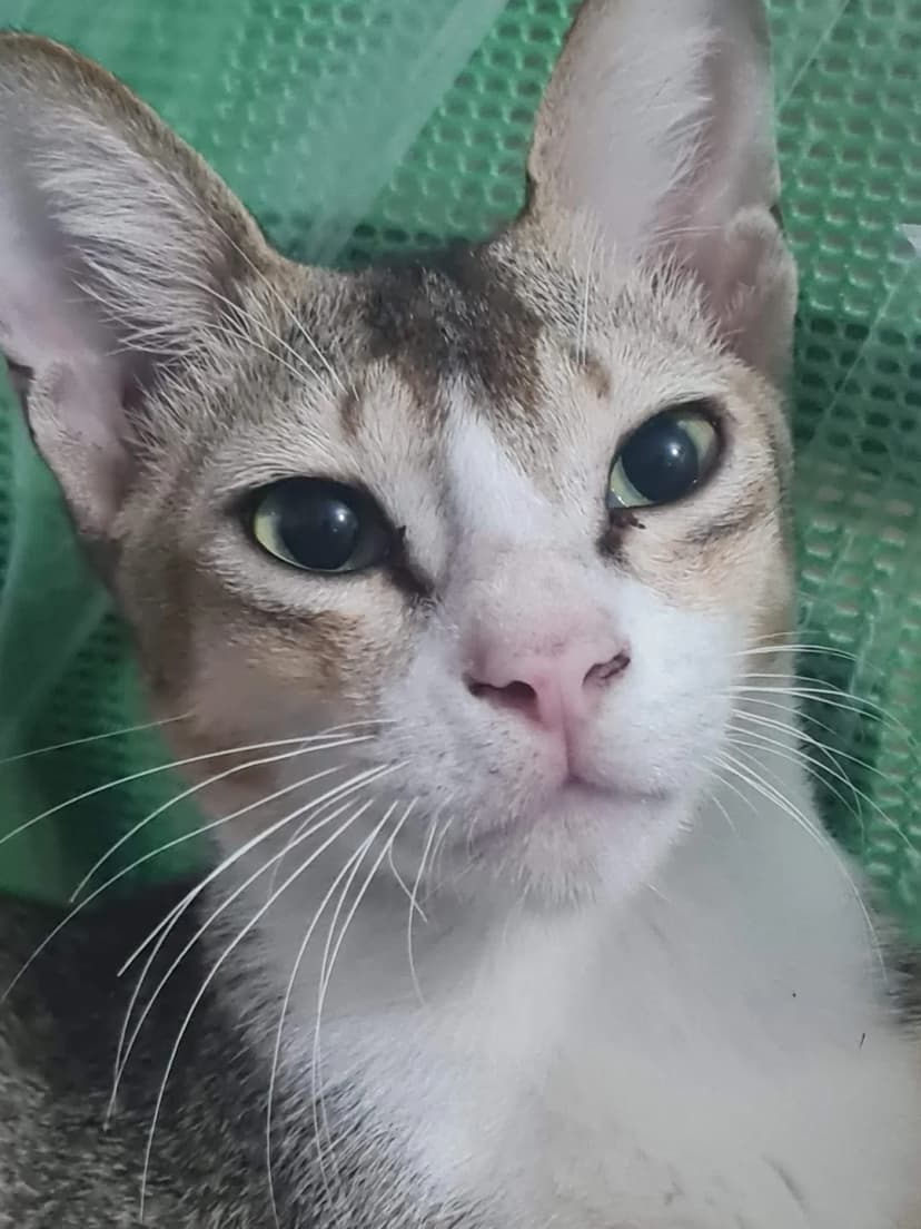 Mr. TunTun